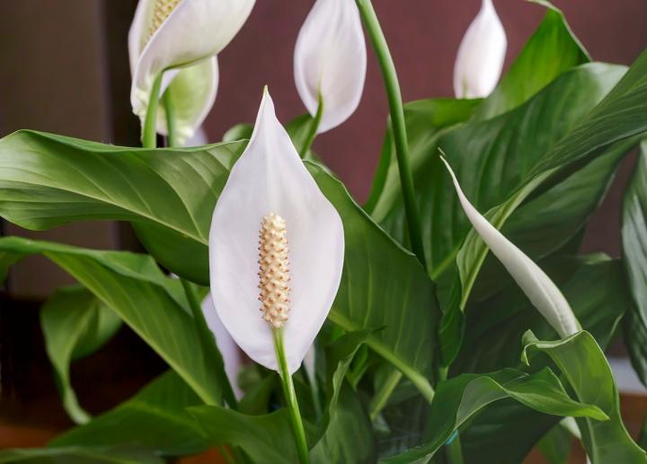 how-cold-can-peace-lily-tolerate